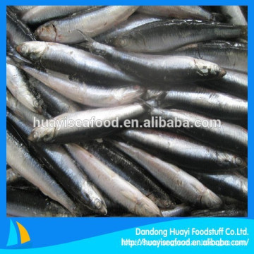 New Landing Fresh Anchova Frozen Para Refeição De Peixes